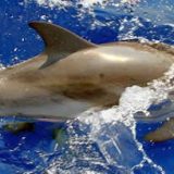 zeilvakantie Griekenland zeilen blue cruise Lefkas zakynthos kefalonia Ithaka preveza corfu Athene Ionian islands