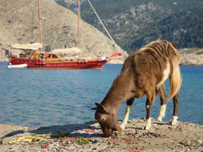 zeilvakantie zeilen blue cruise Turkije Griekenland (234)